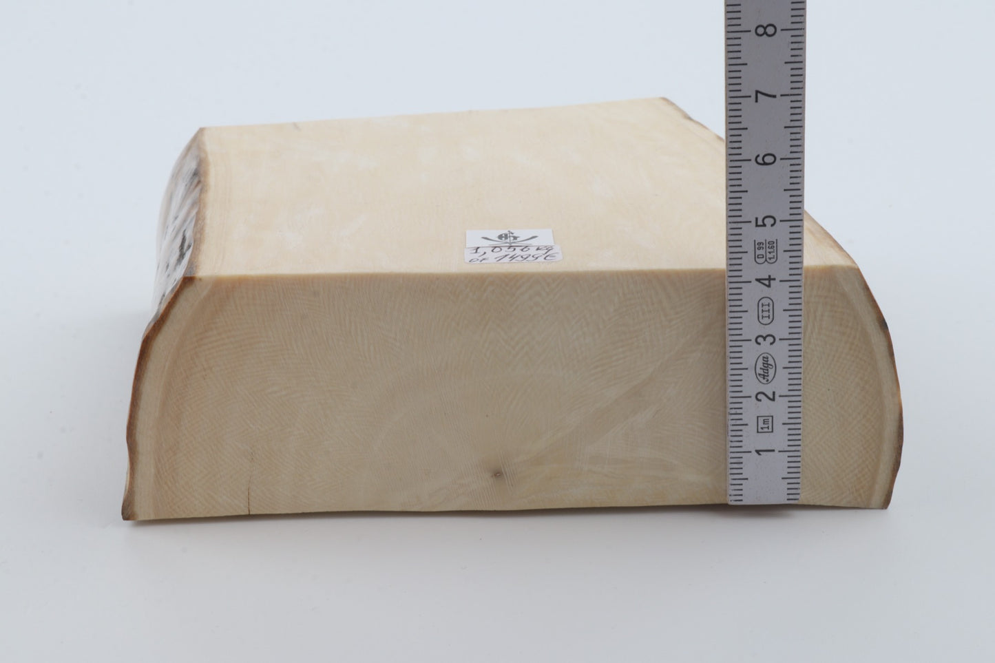 White mammoth ivory segment