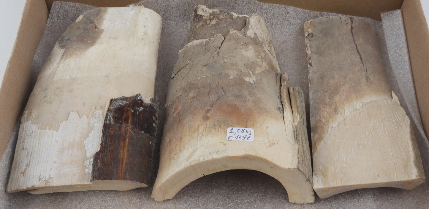Untreated mammoth ivory pieces