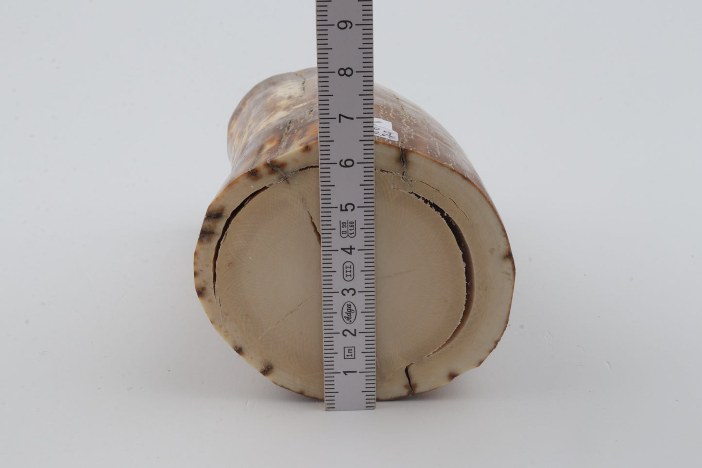 Natural mammoth ivory piece