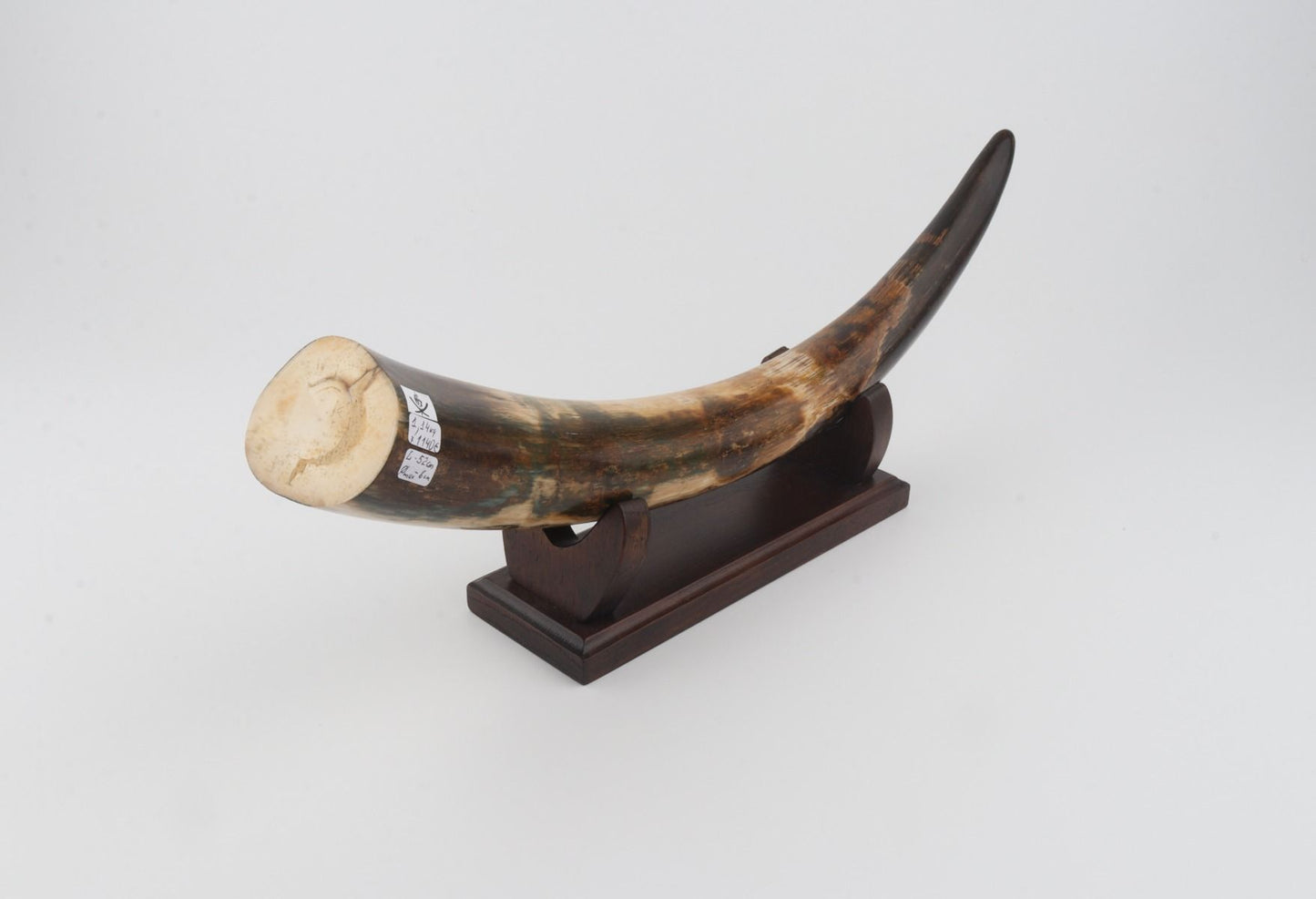 Restored mammoth tusk tip