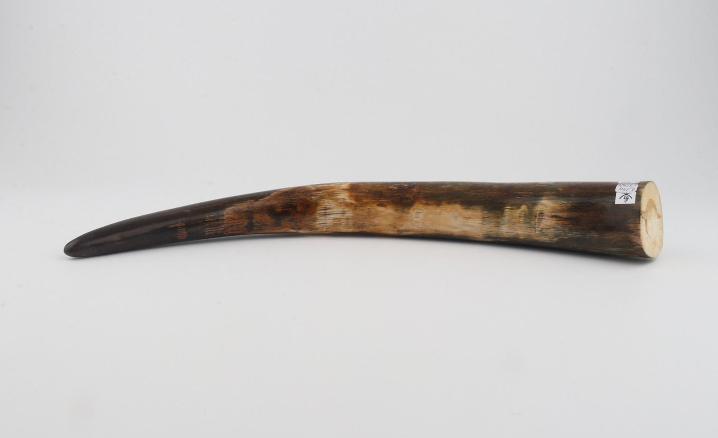 Restored mammoth tusk tip