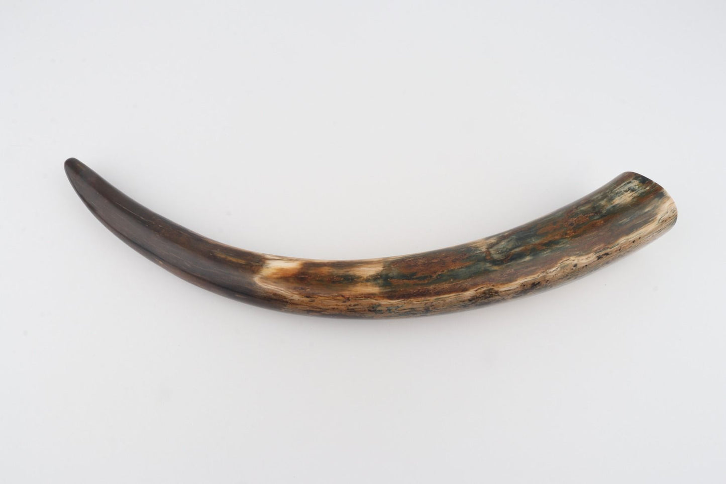 Restored mammoth tusk tip