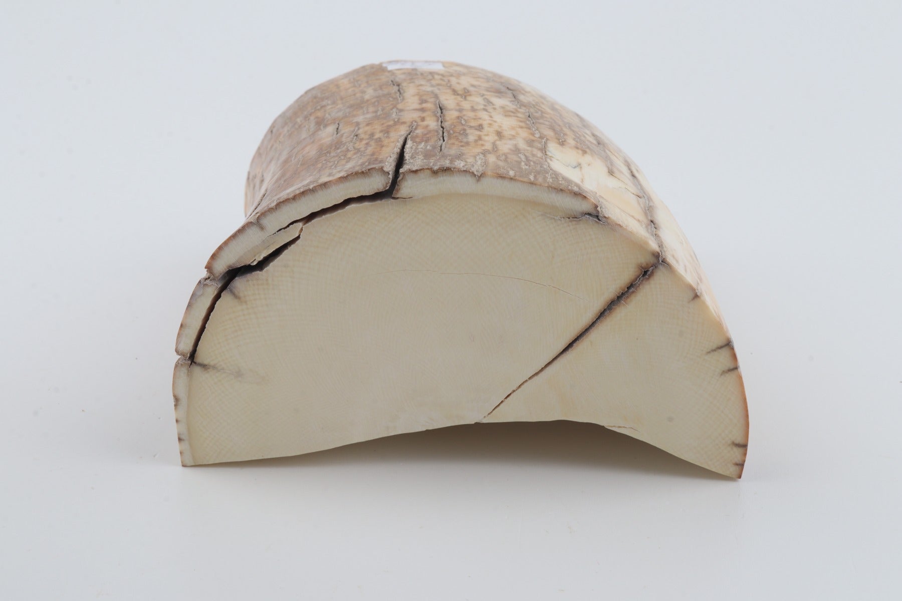 Natural mammoth tusk piece