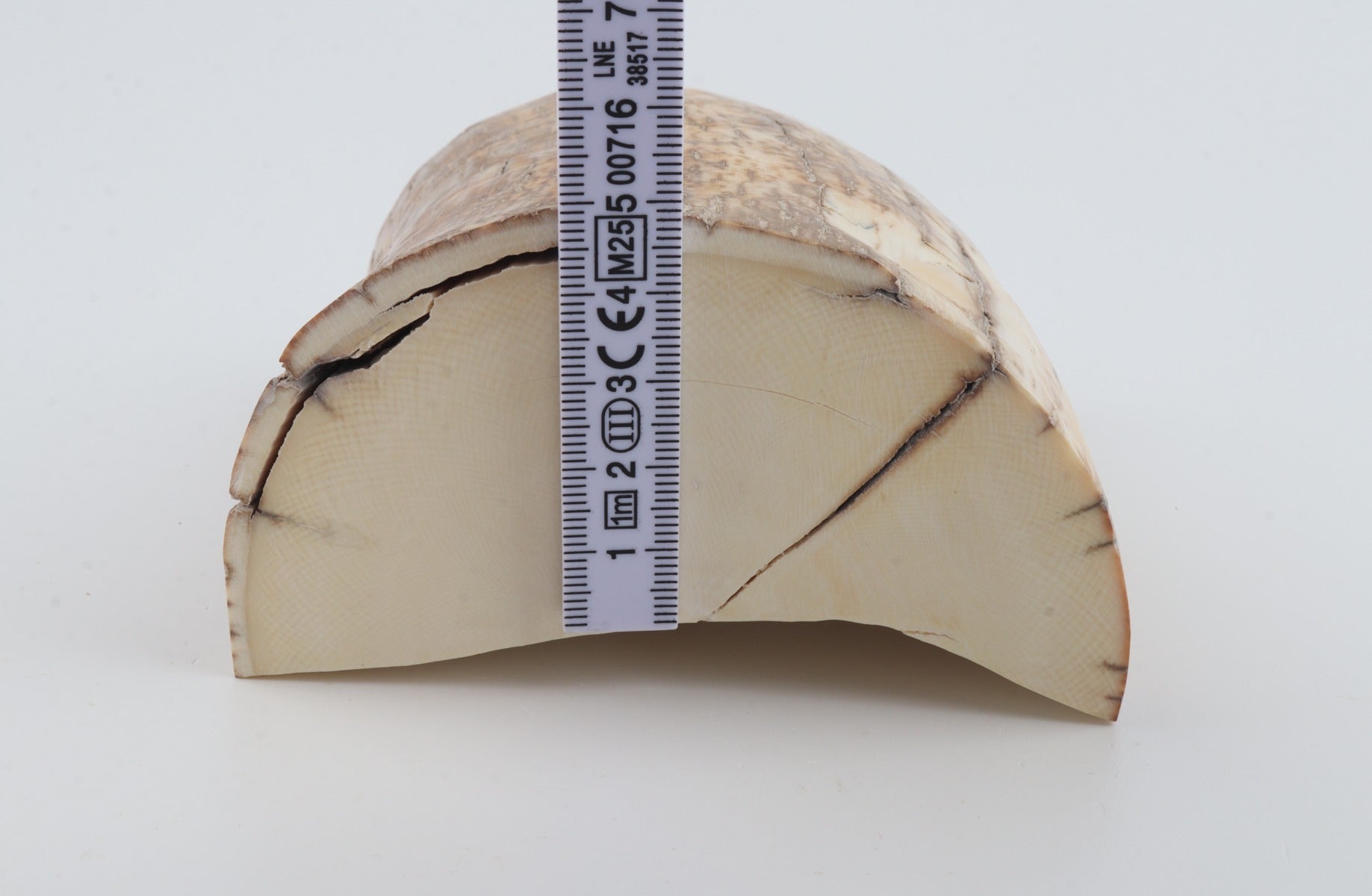 Natural mammoth tusk piece