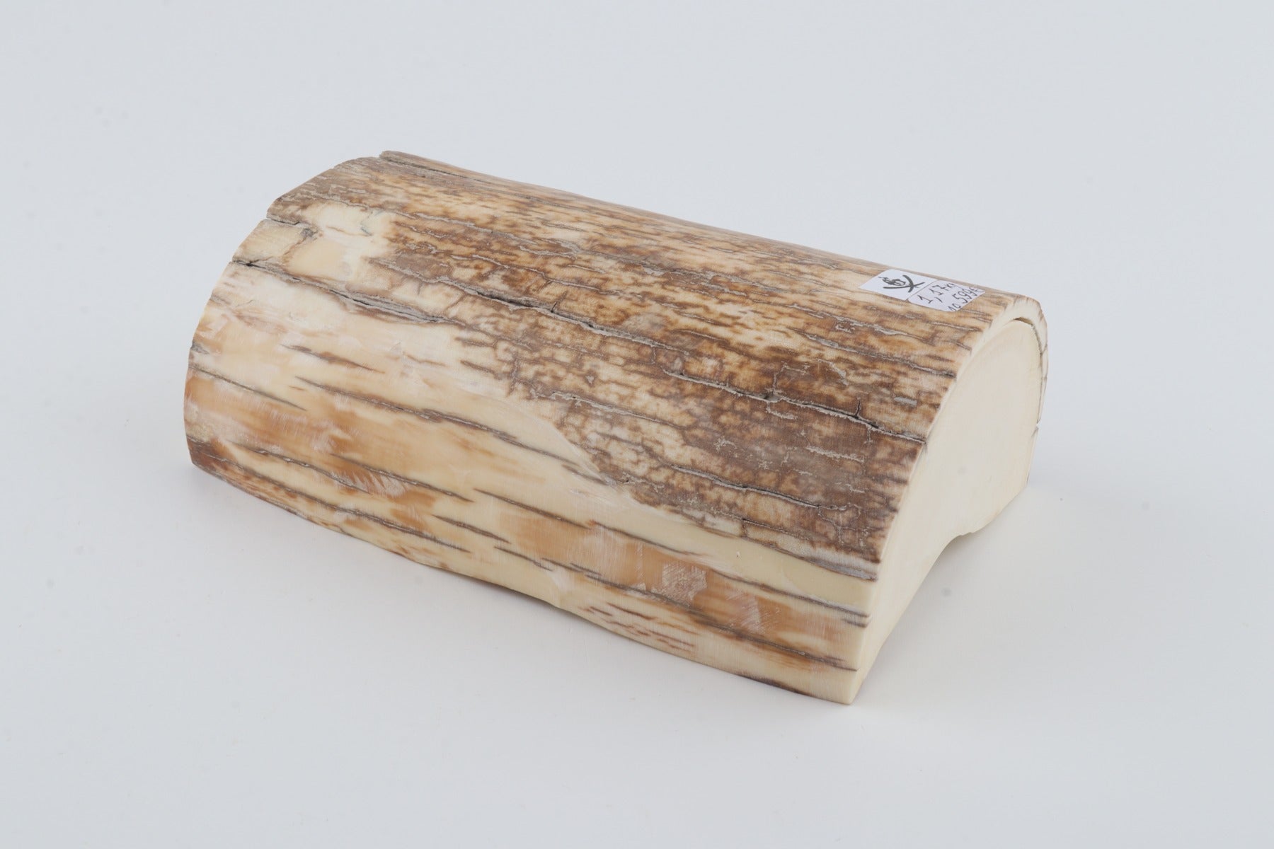 Natural mammoth tusk piece
