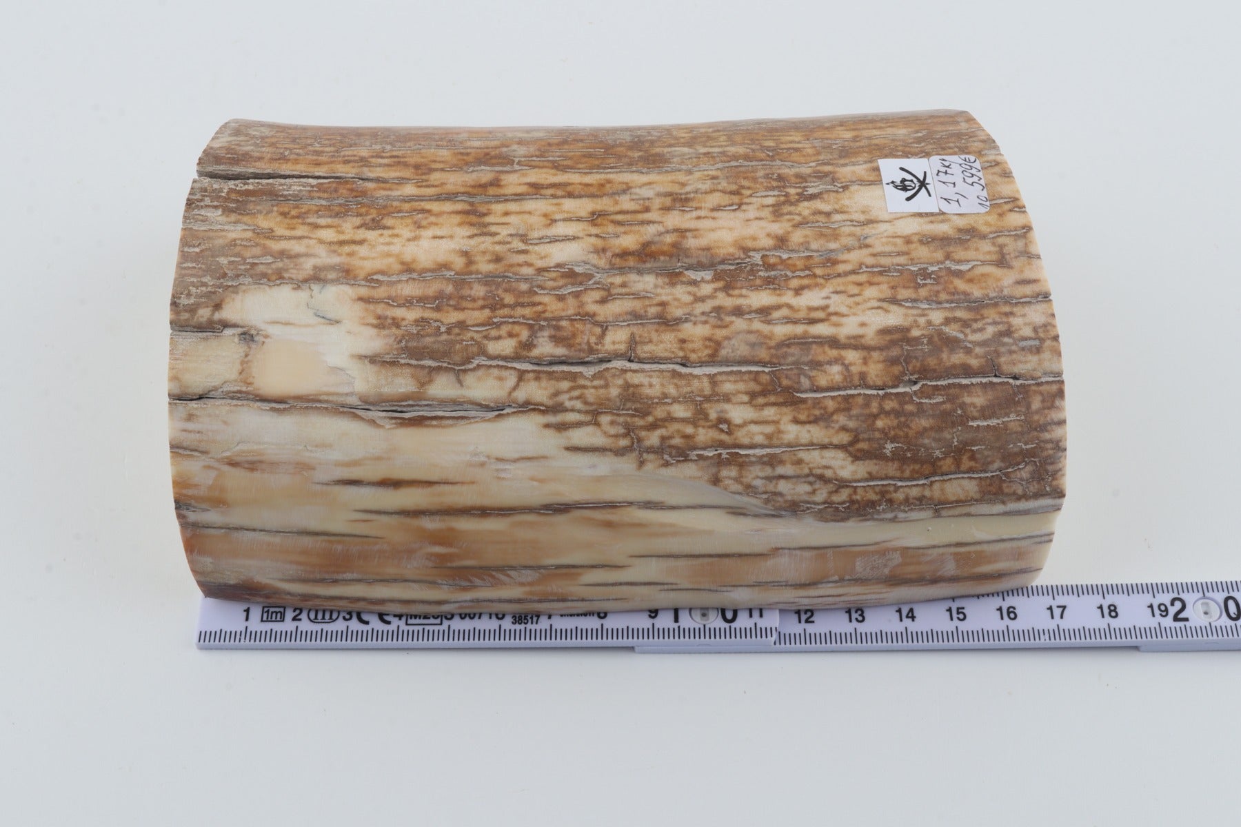 Natural mammoth tusk piece