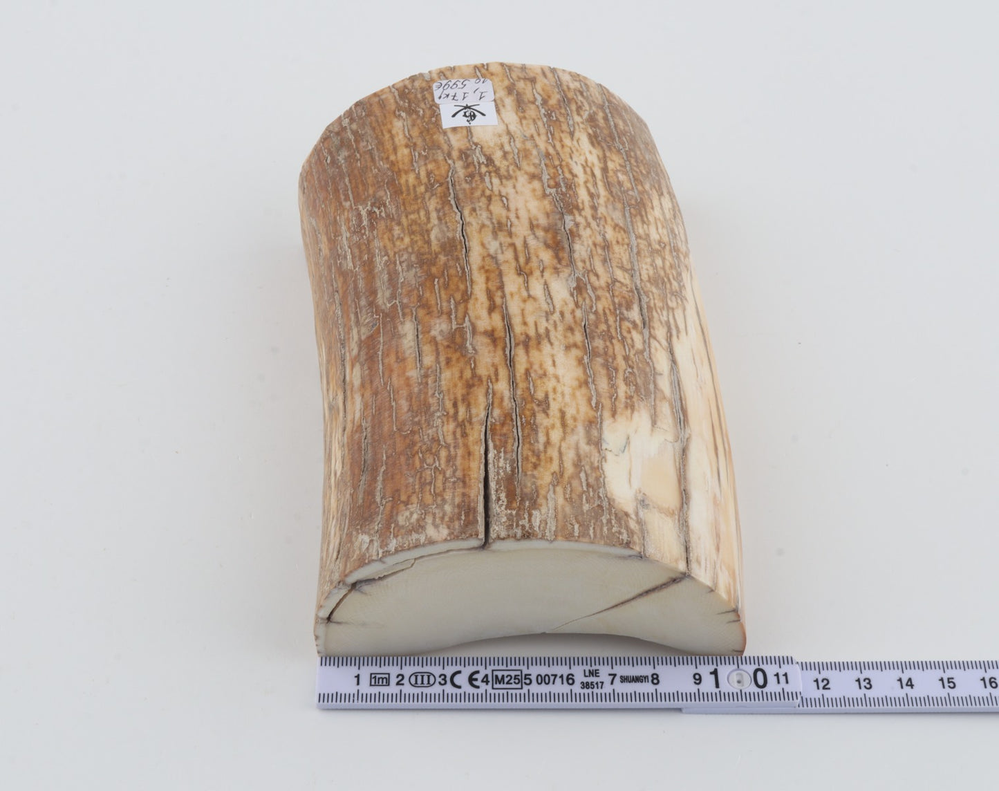 Natural mammoth tusk piece