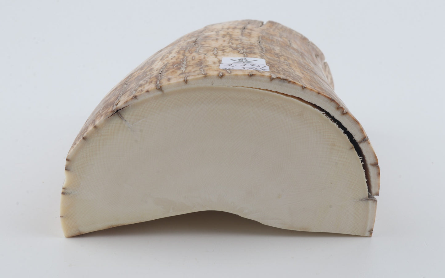 Natural mammoth tusk piece