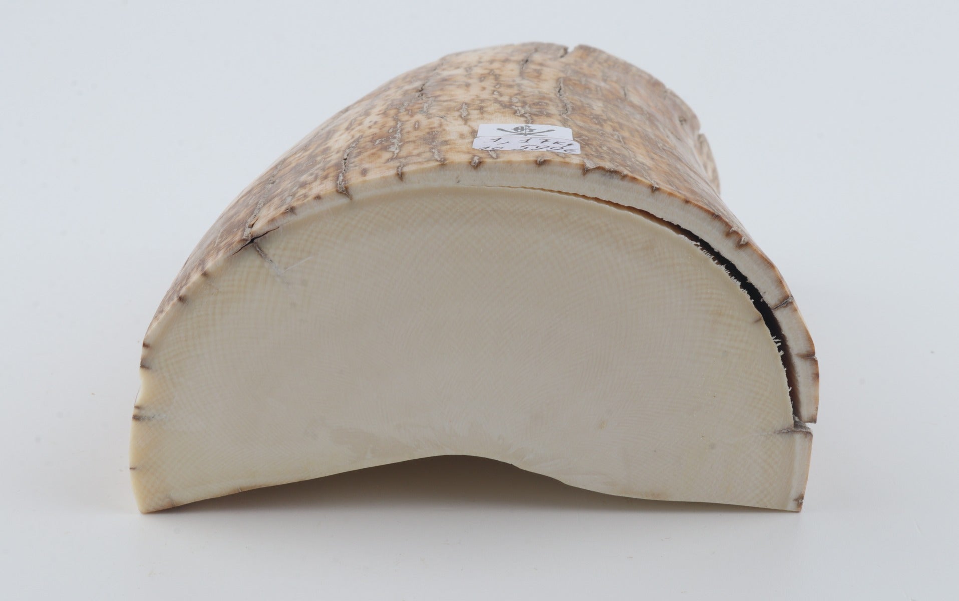 Natural mammoth tusk piece