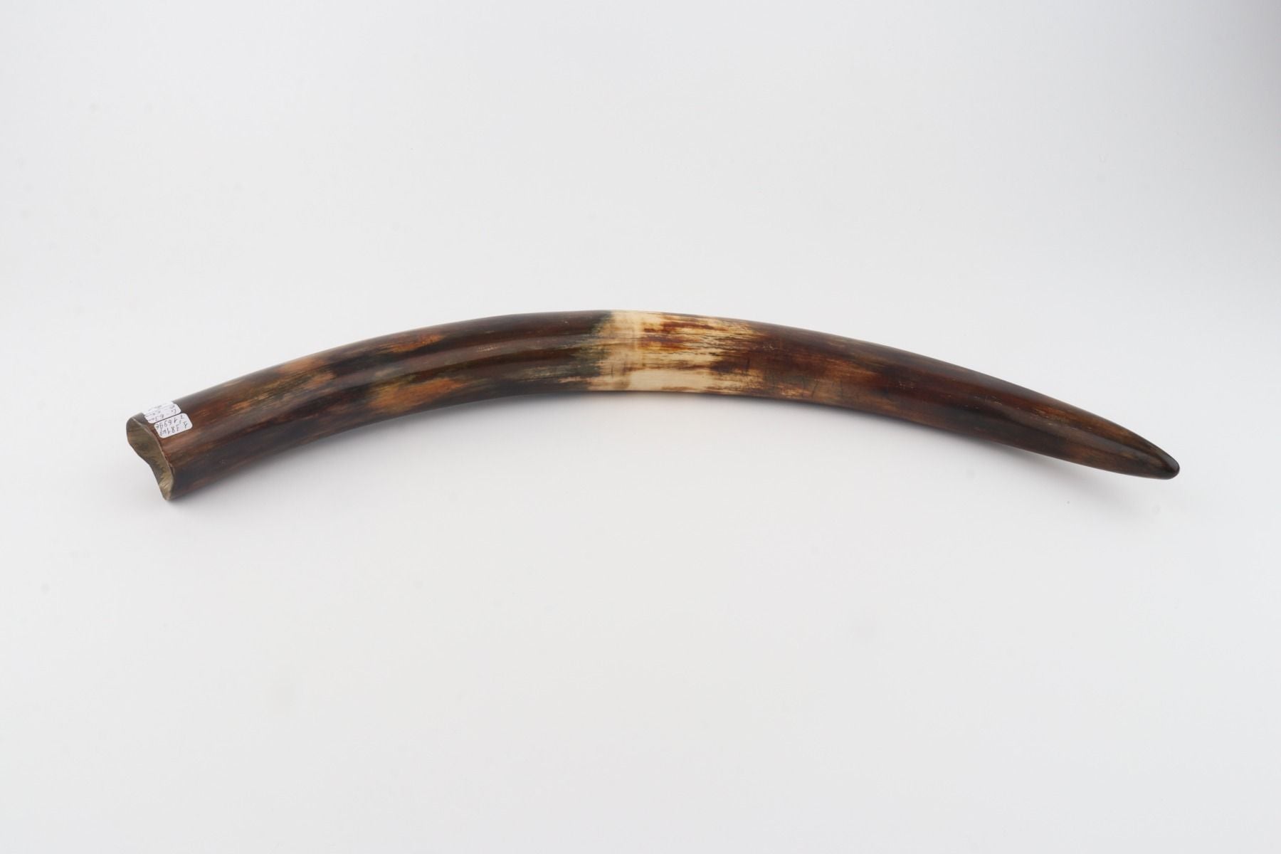 Restored woolly mammoth tusk