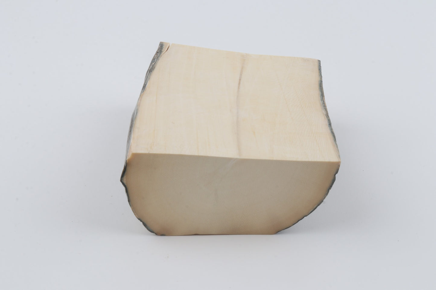 White mammoth ivory segment