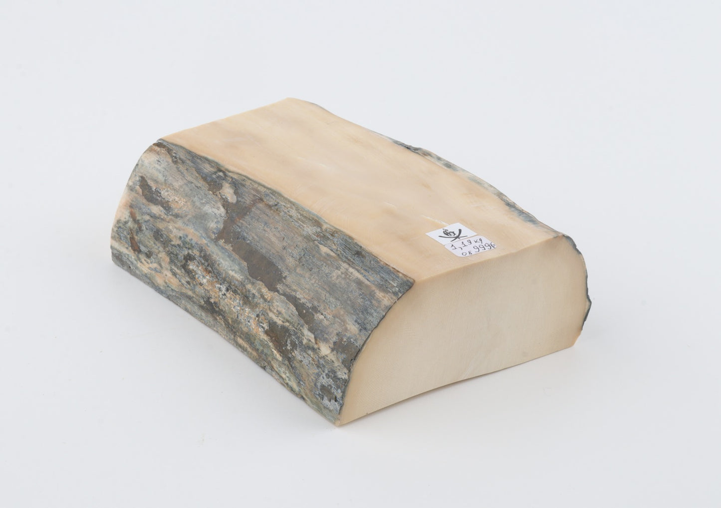White mammoth ivory segment