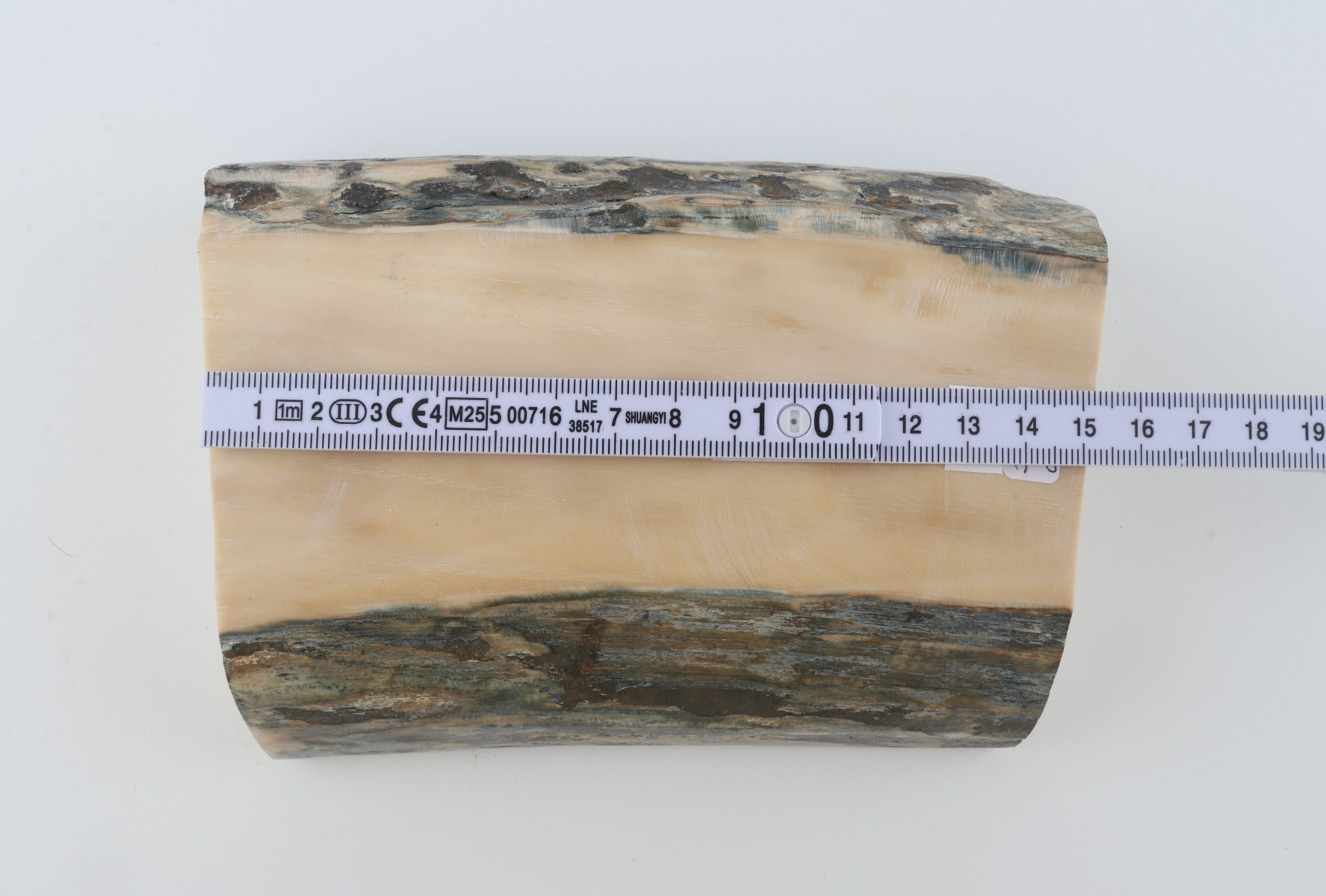 White mammoth ivory segment