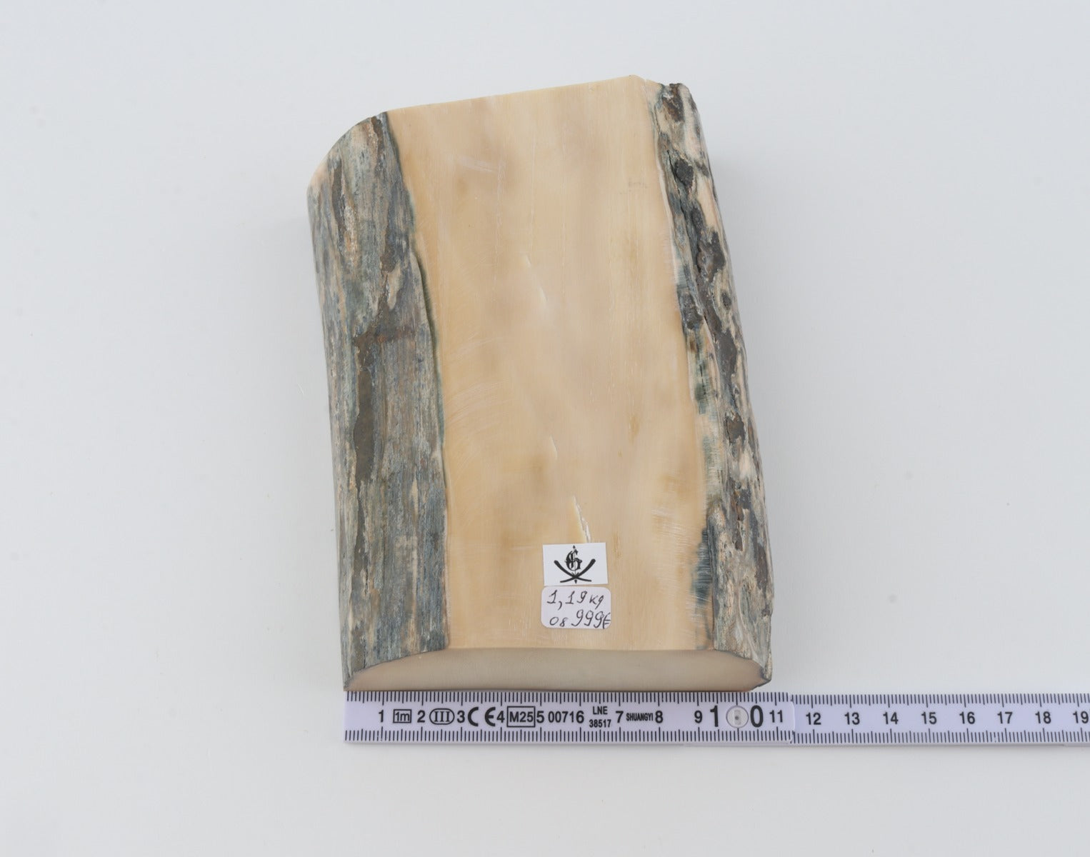 White mammoth ivory segment