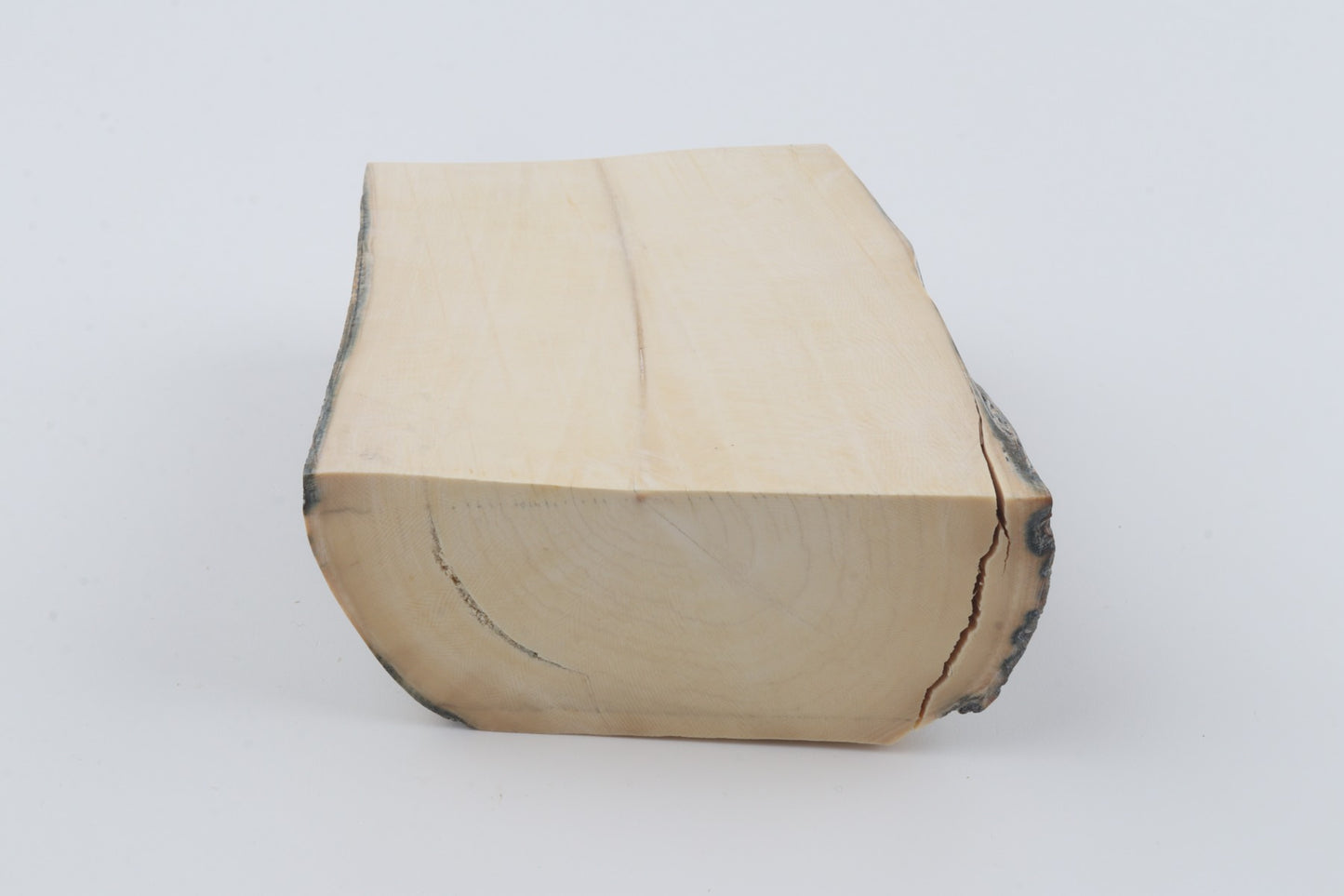 White mammoth ivory segment