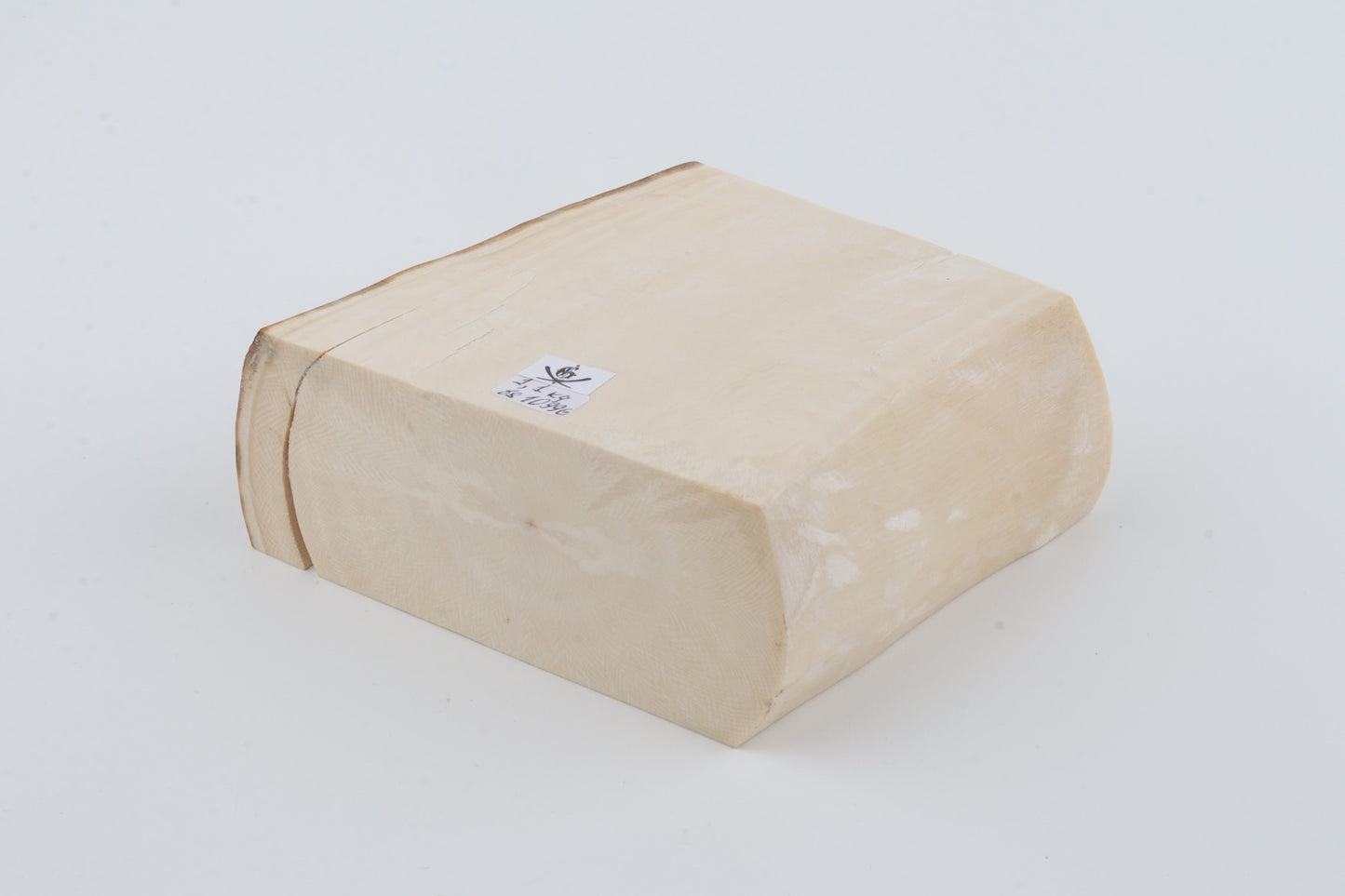 White mammoth ivory segment