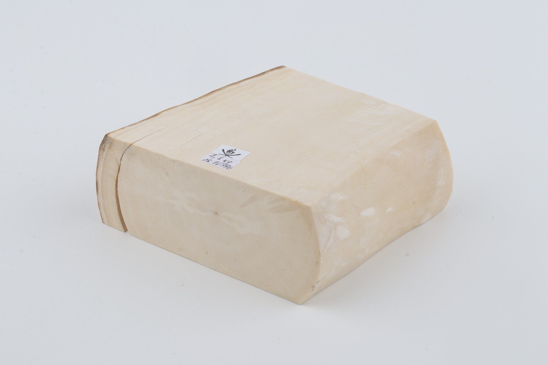 White mammoth ivory segment