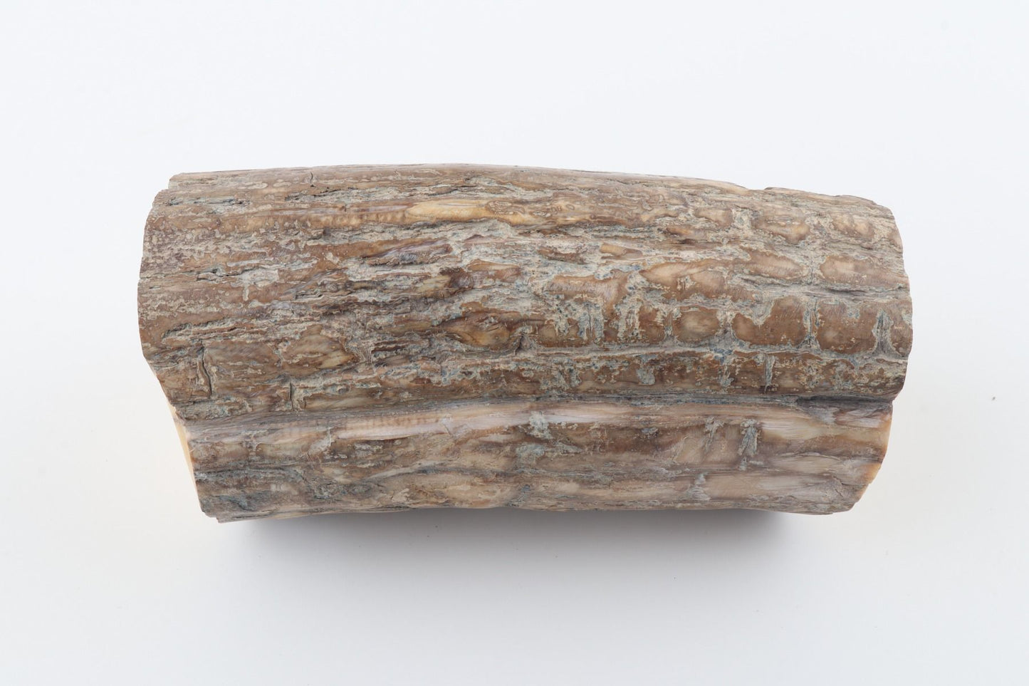 Round mammoth tusk piece