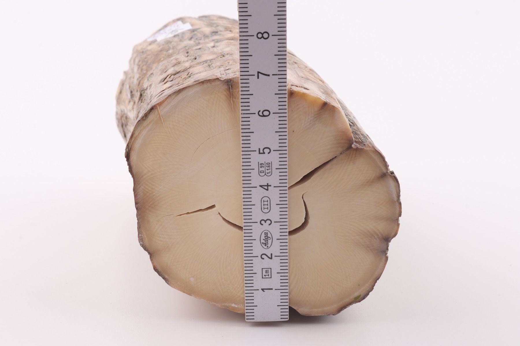 Round mammoth tusk piece