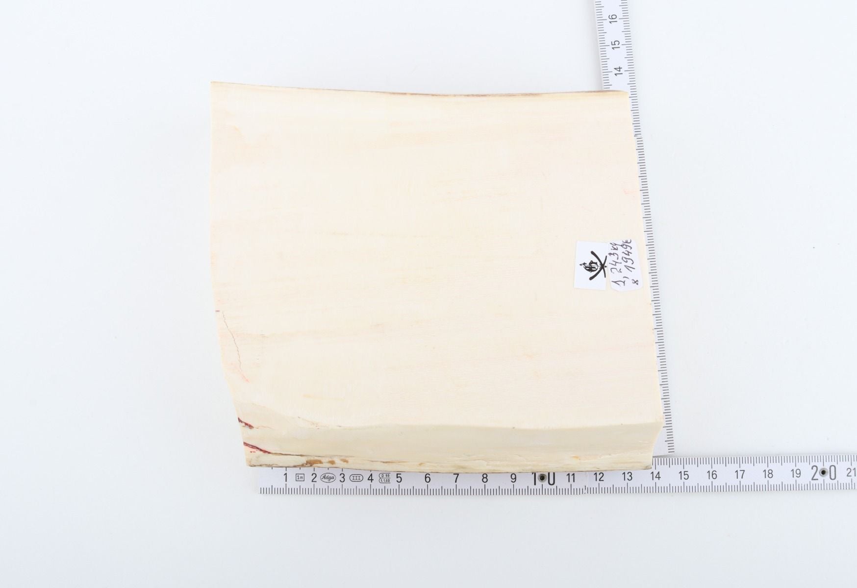 White mammoth ivory segment