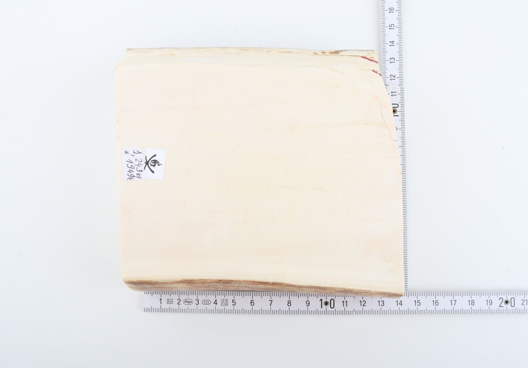 White mammoth ivory segment