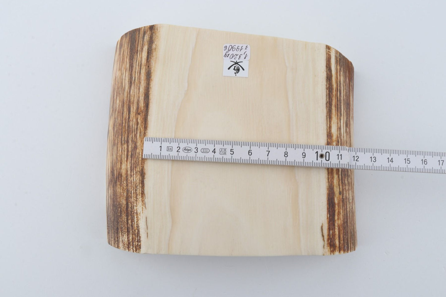 White mammoth ivory segment