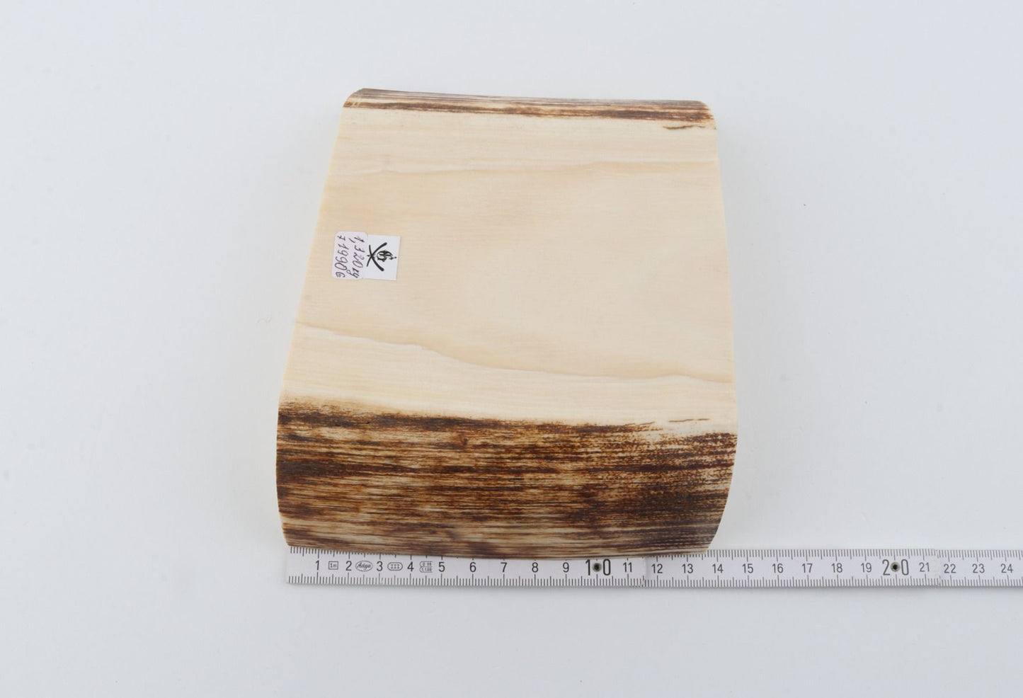 White mammoth ivory segment
