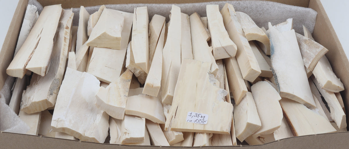 White mammoth ivory pieces