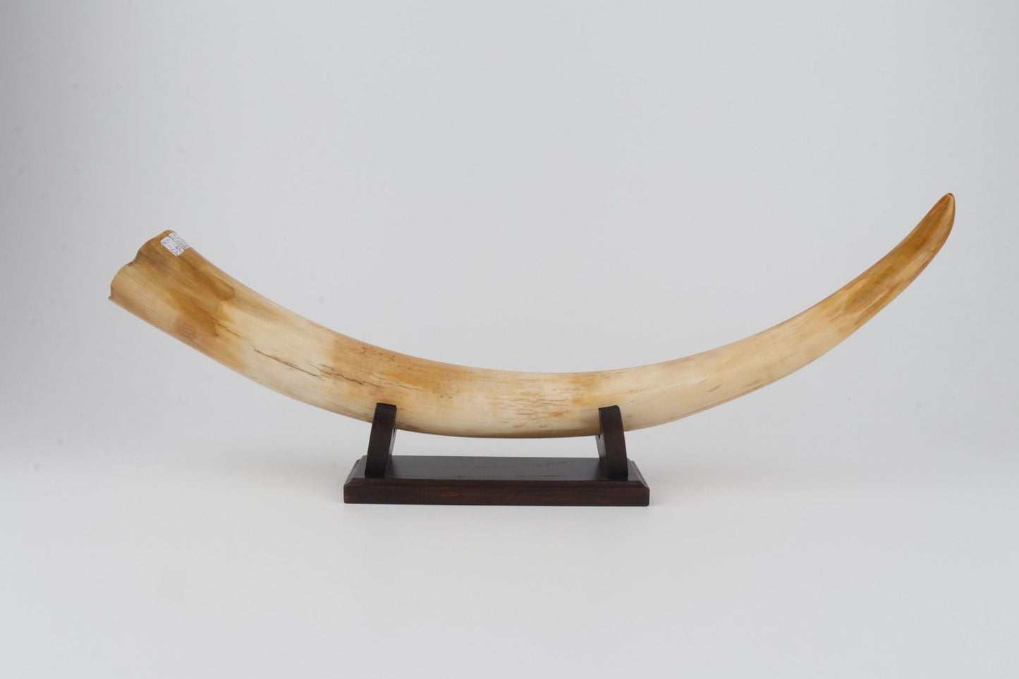 Restored woolly mammoth tusk