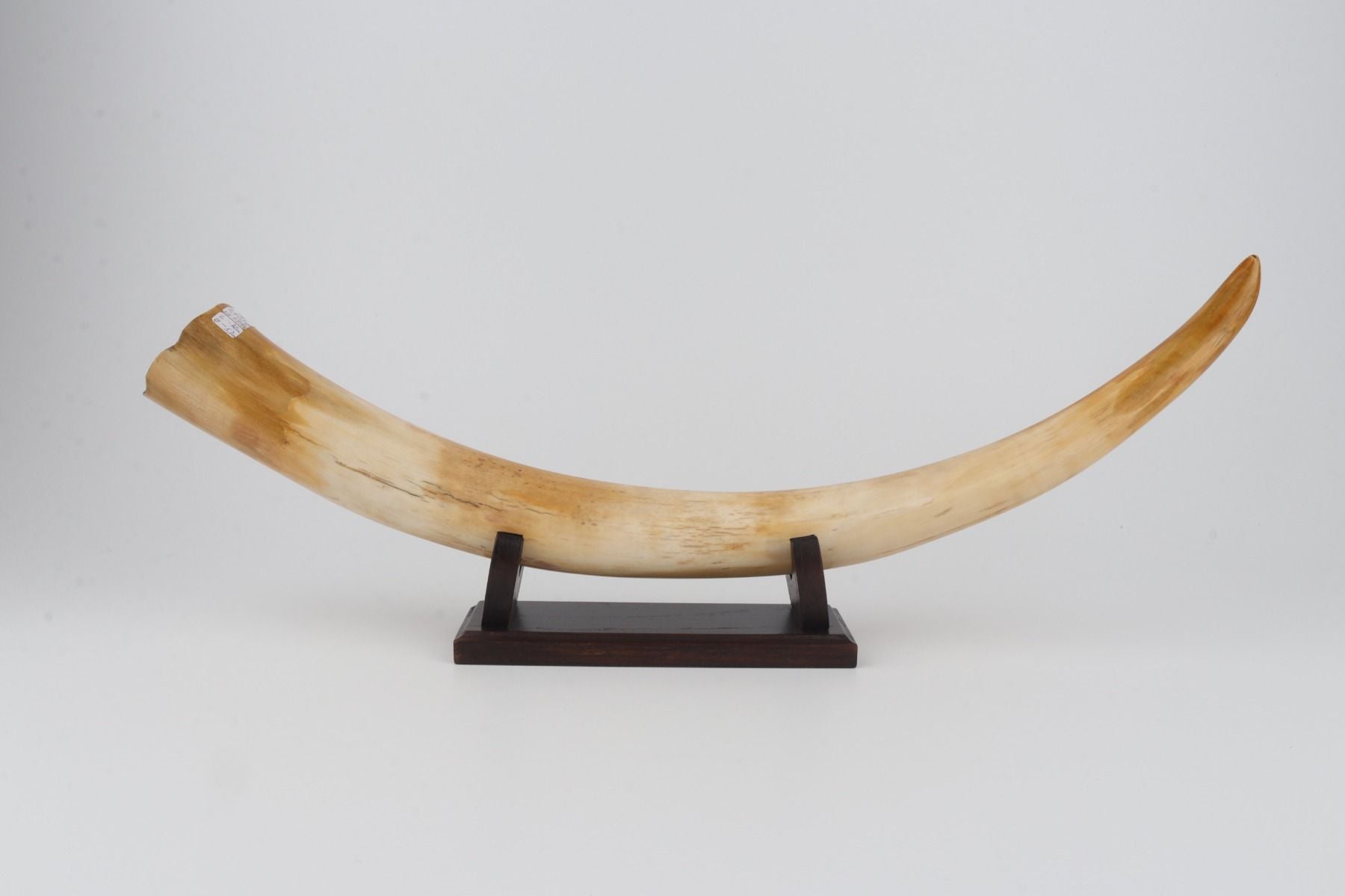 Restored woolly mammoth tusk