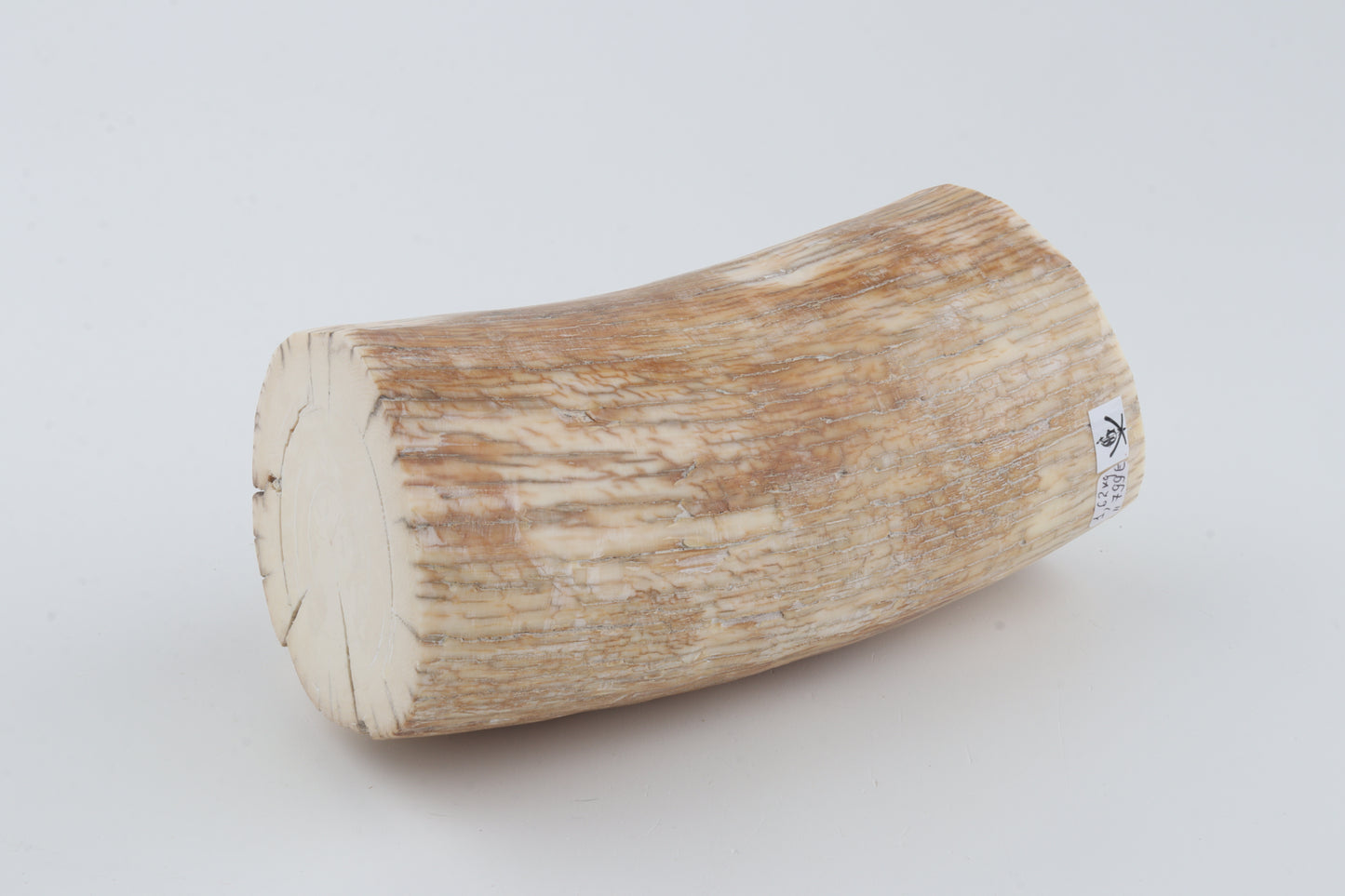 Round mammoth tusk piece