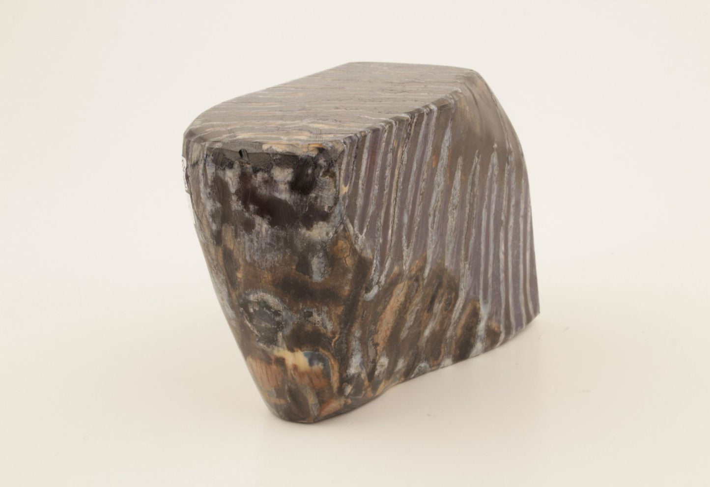 Stabilised mammoth molar piece