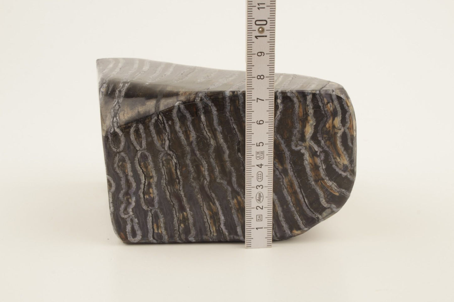Stabilised mammoth molar piece