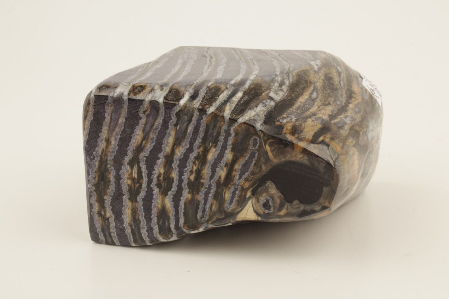 Stabilised mammoth molar piece