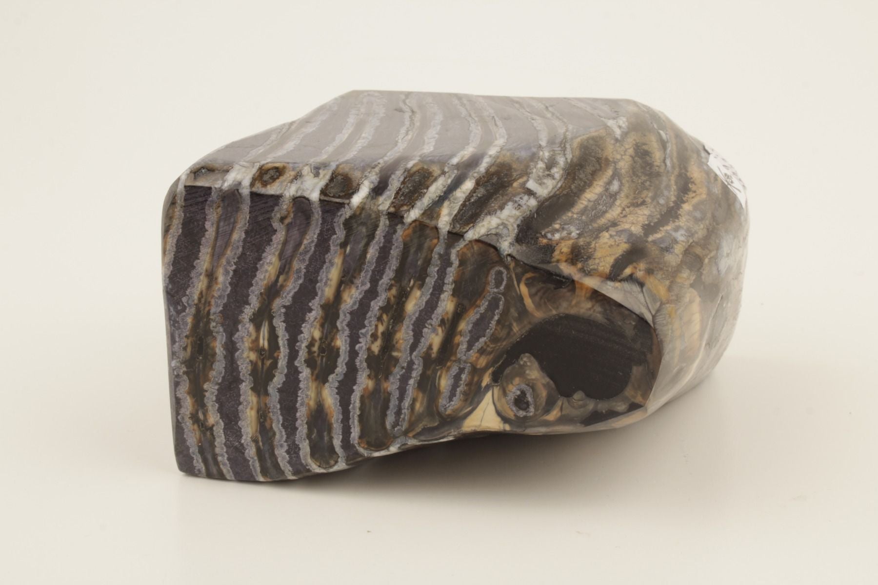 Stabilised mammoth molar piece