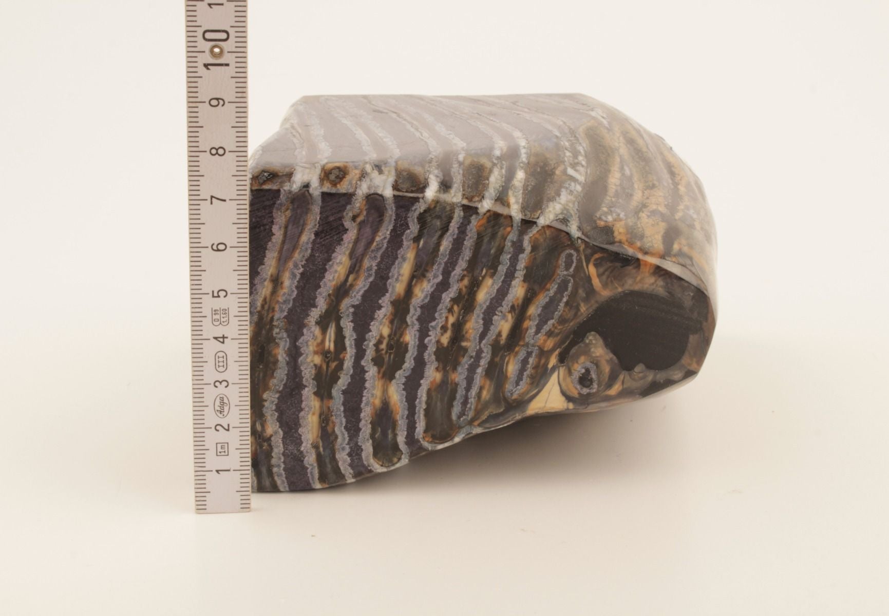 Stabilised mammoth molar piece