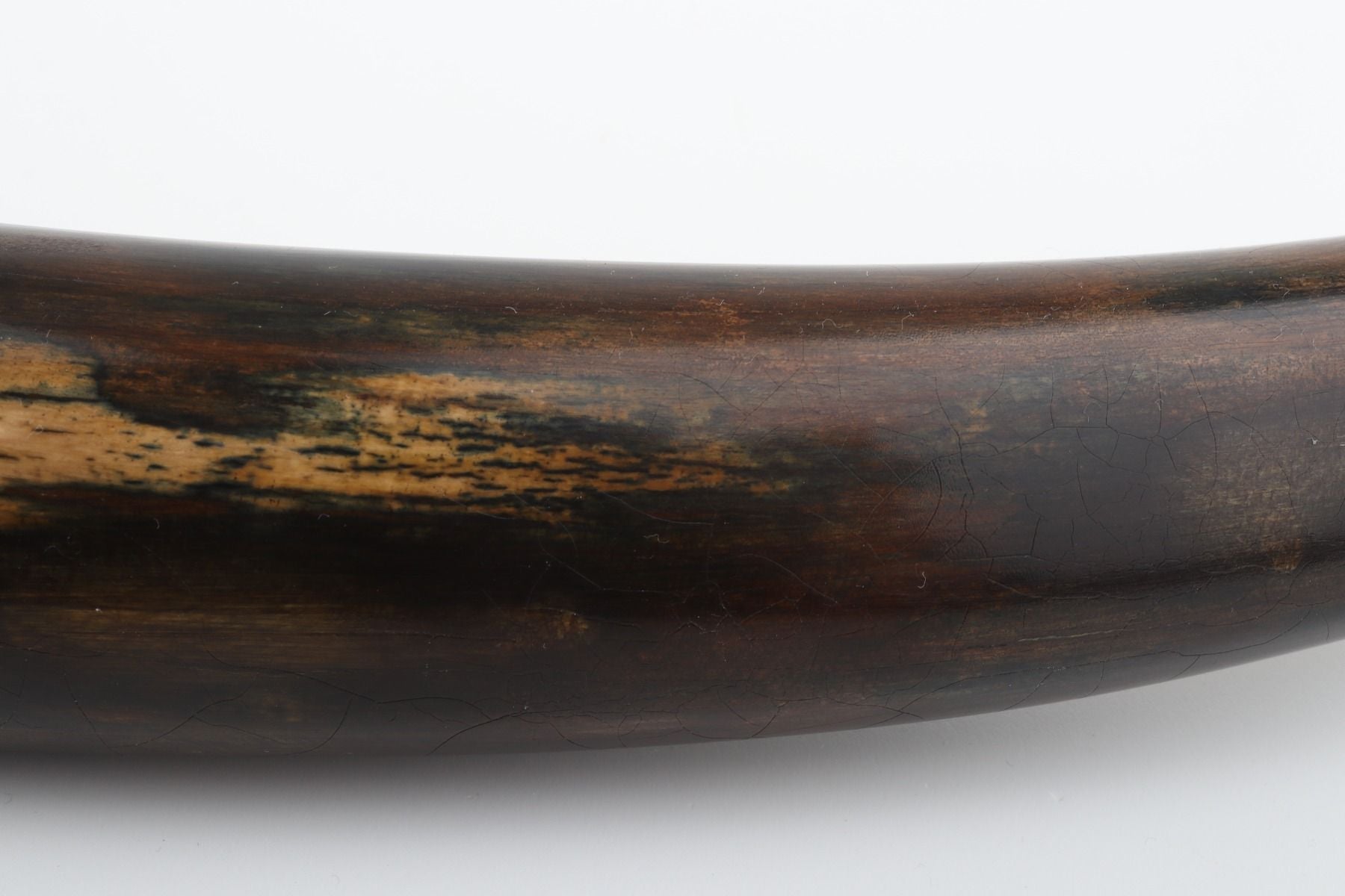 Restored woolly mammoth tusk