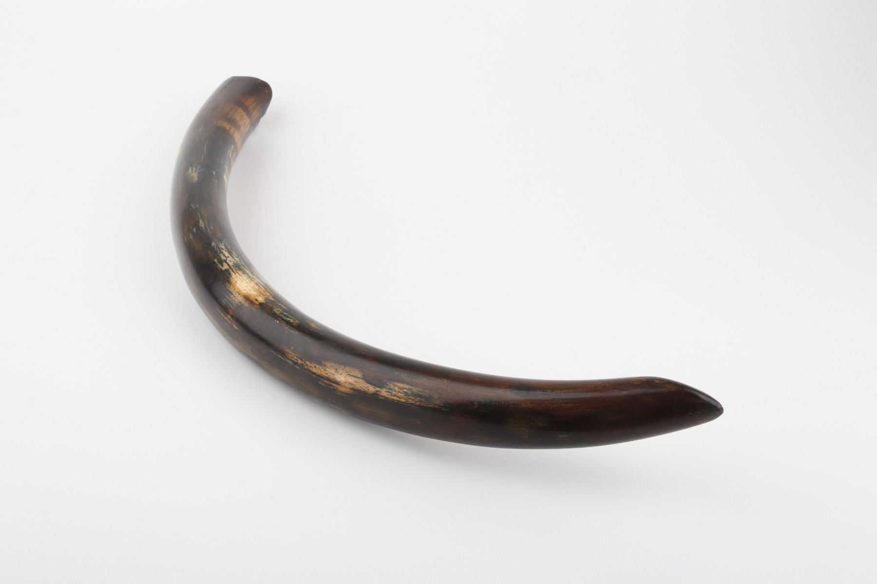 Restored woolly mammoth tusk