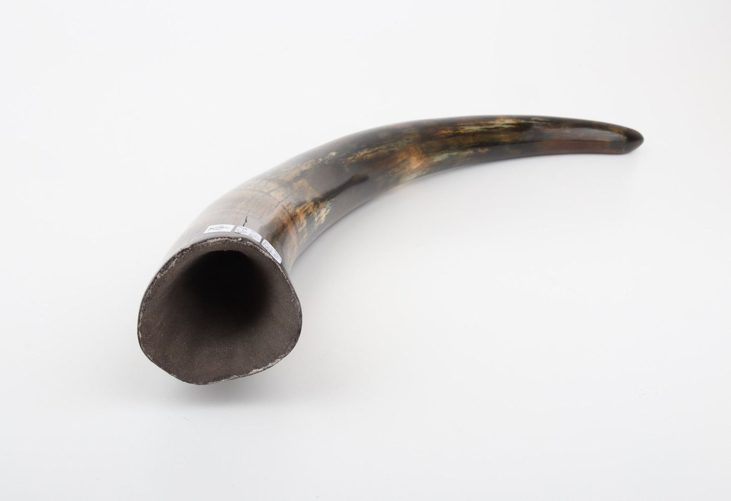 Restored woolly mammoth tusk