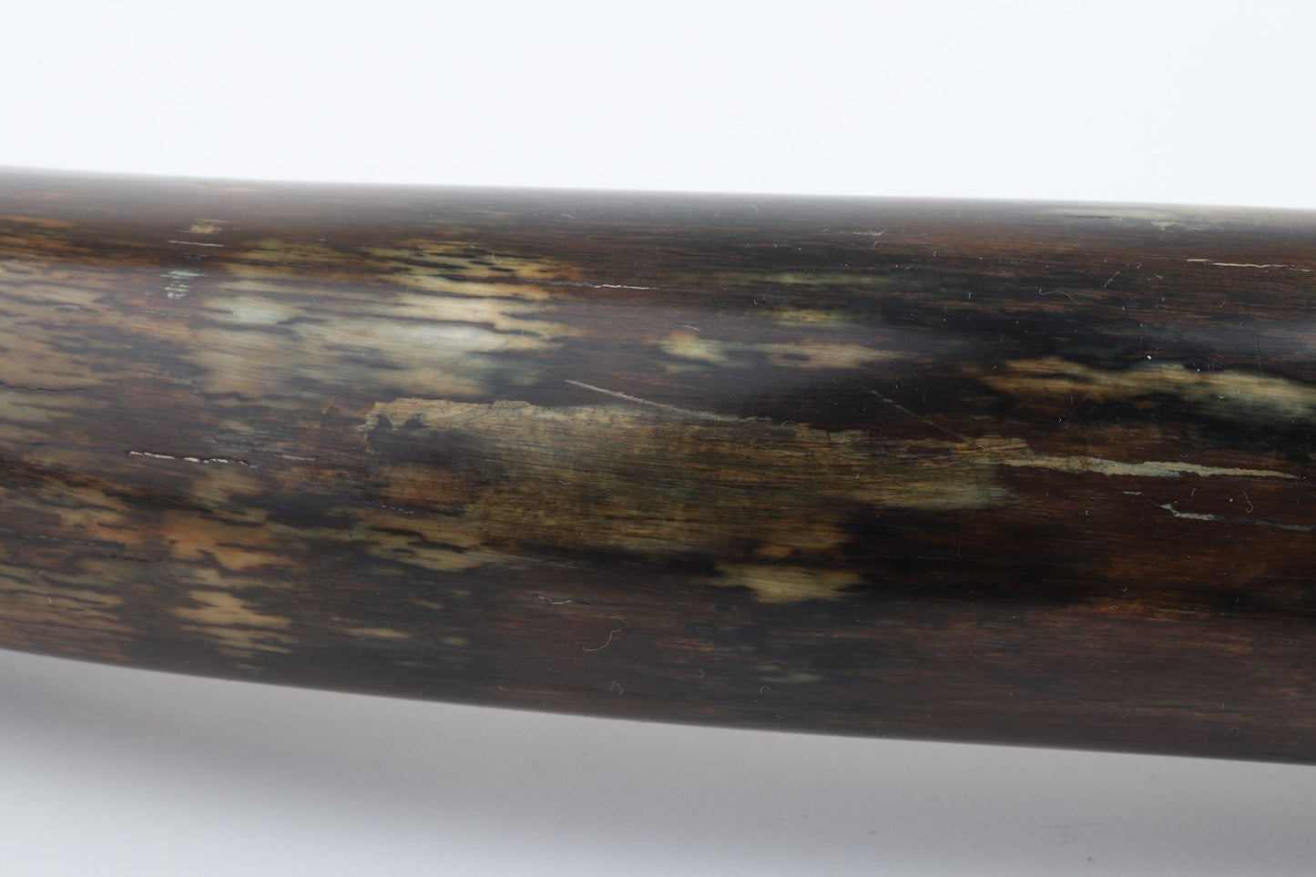 Restored woolly mammoth tusk