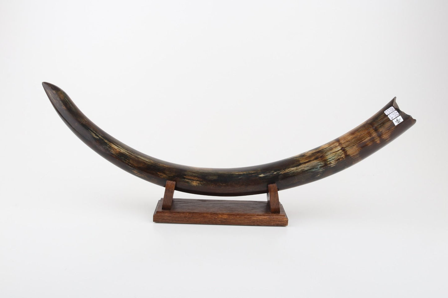 Restored woolly mammoth tusk