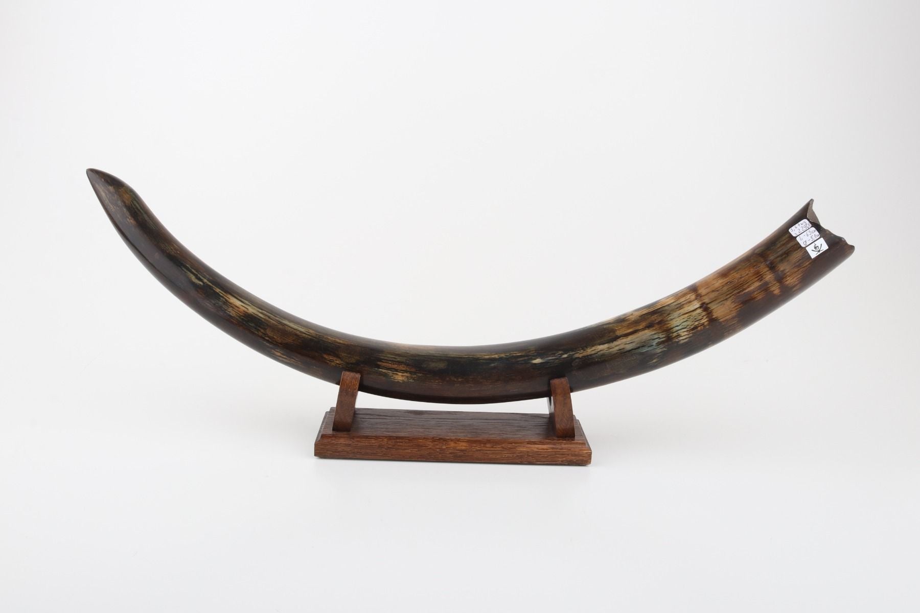 Restored woolly mammoth tusk
