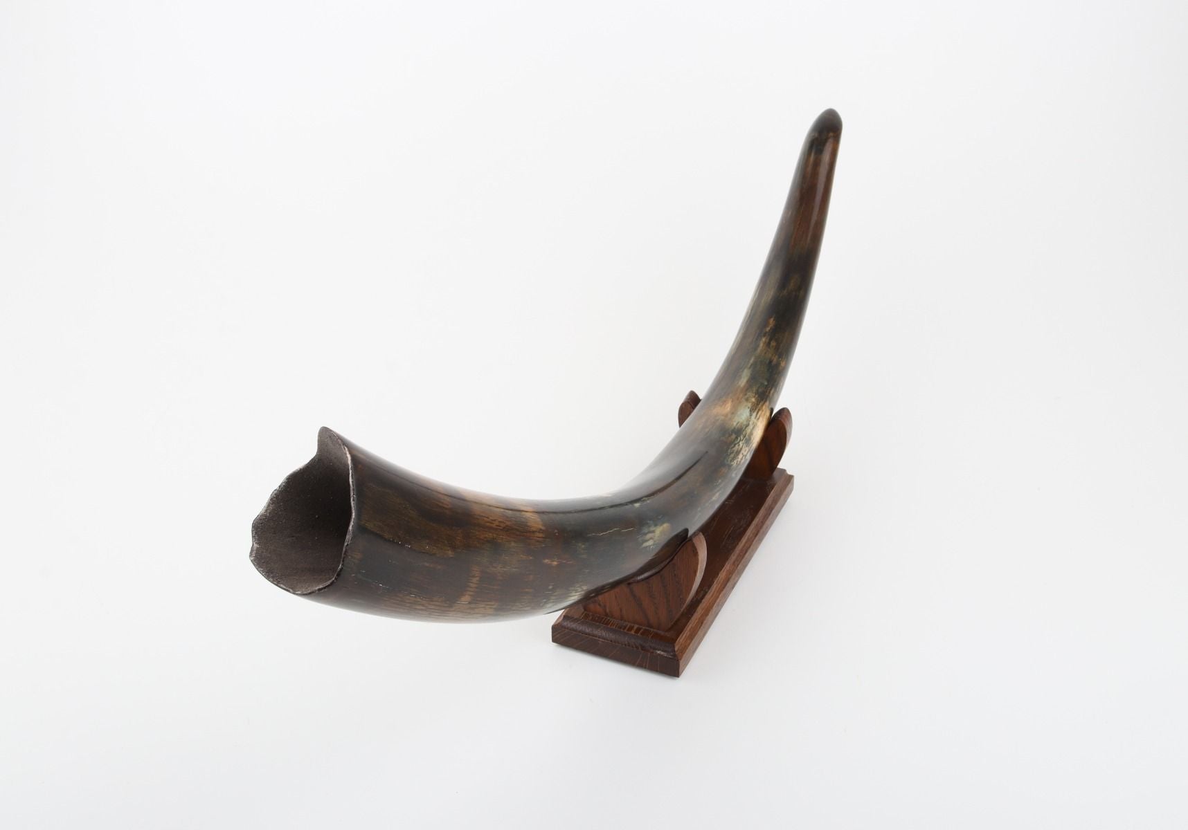 Restored woolly mammoth tusk
