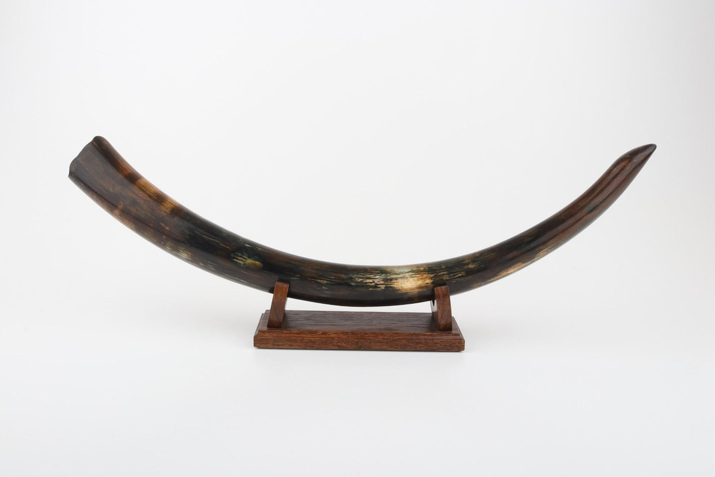 Restored woolly mammoth tusk