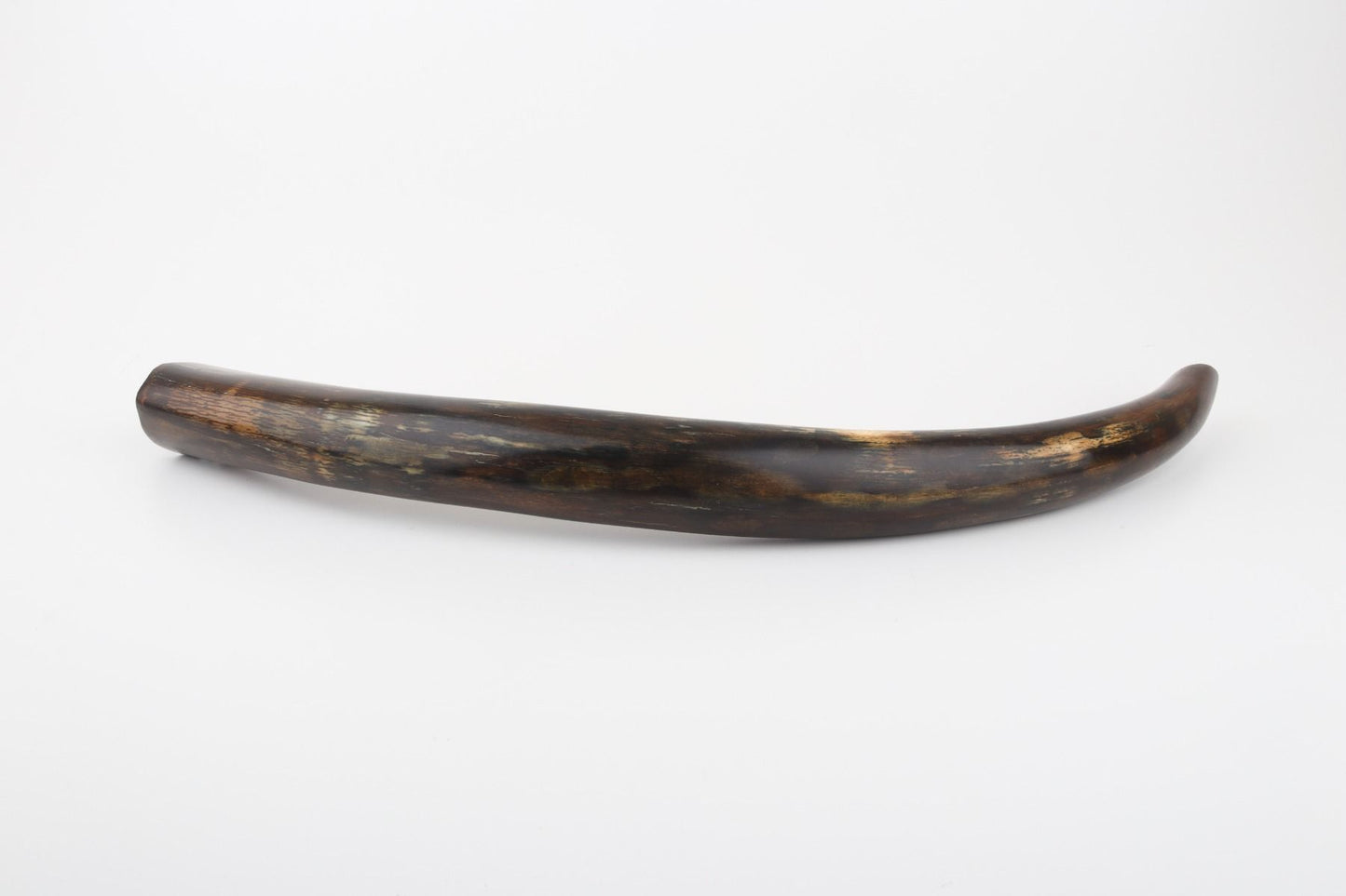 Restored woolly mammoth tusk