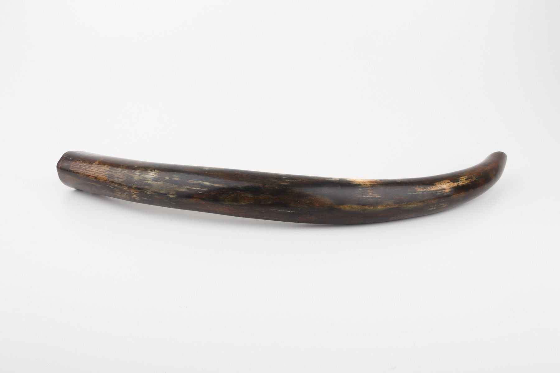 Restored woolly mammoth tusk