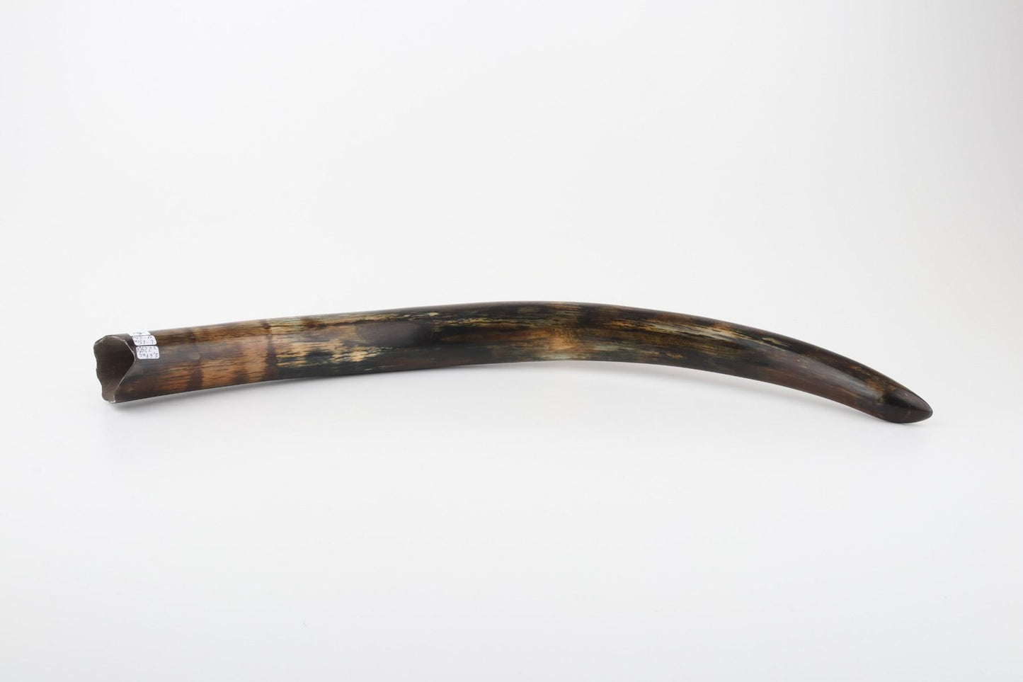 Restored woolly mammoth tusk