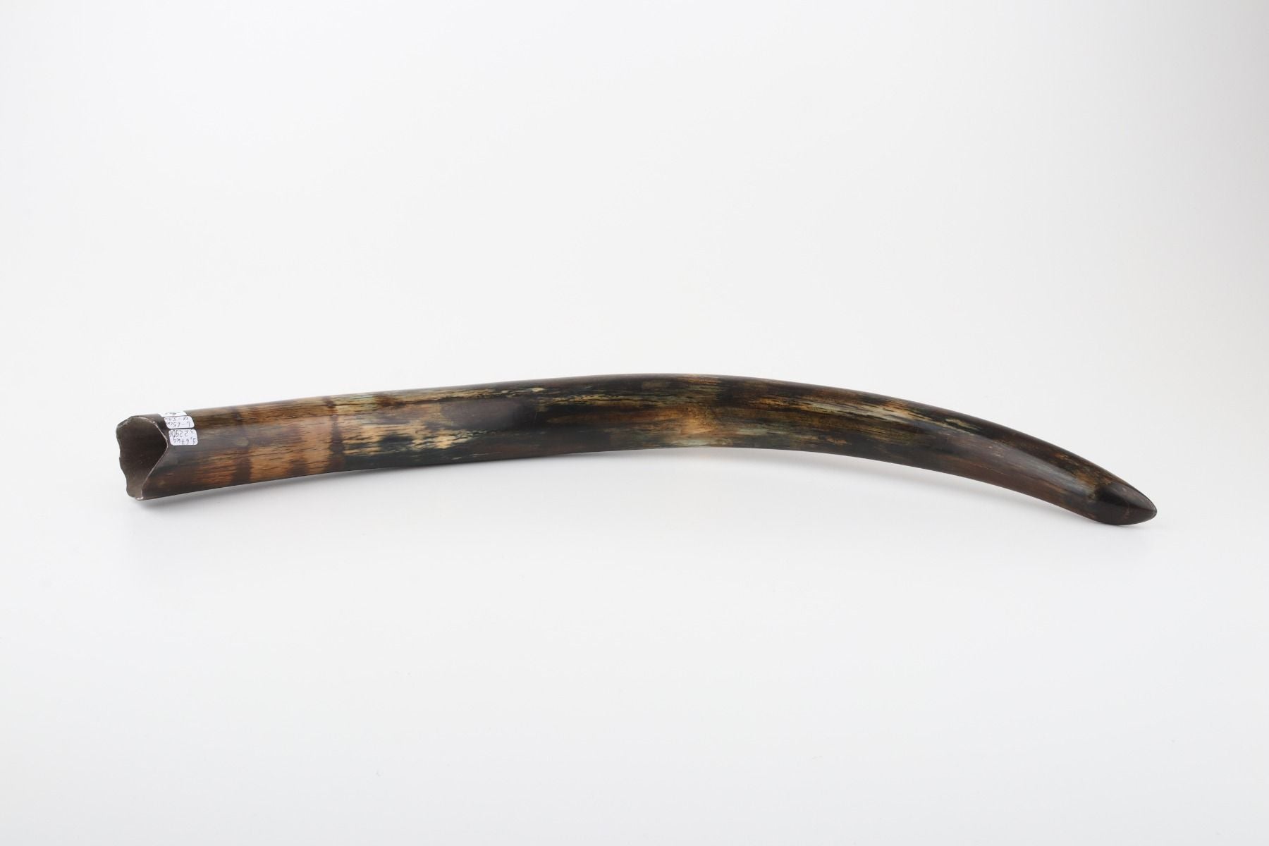 Restored woolly mammoth tusk