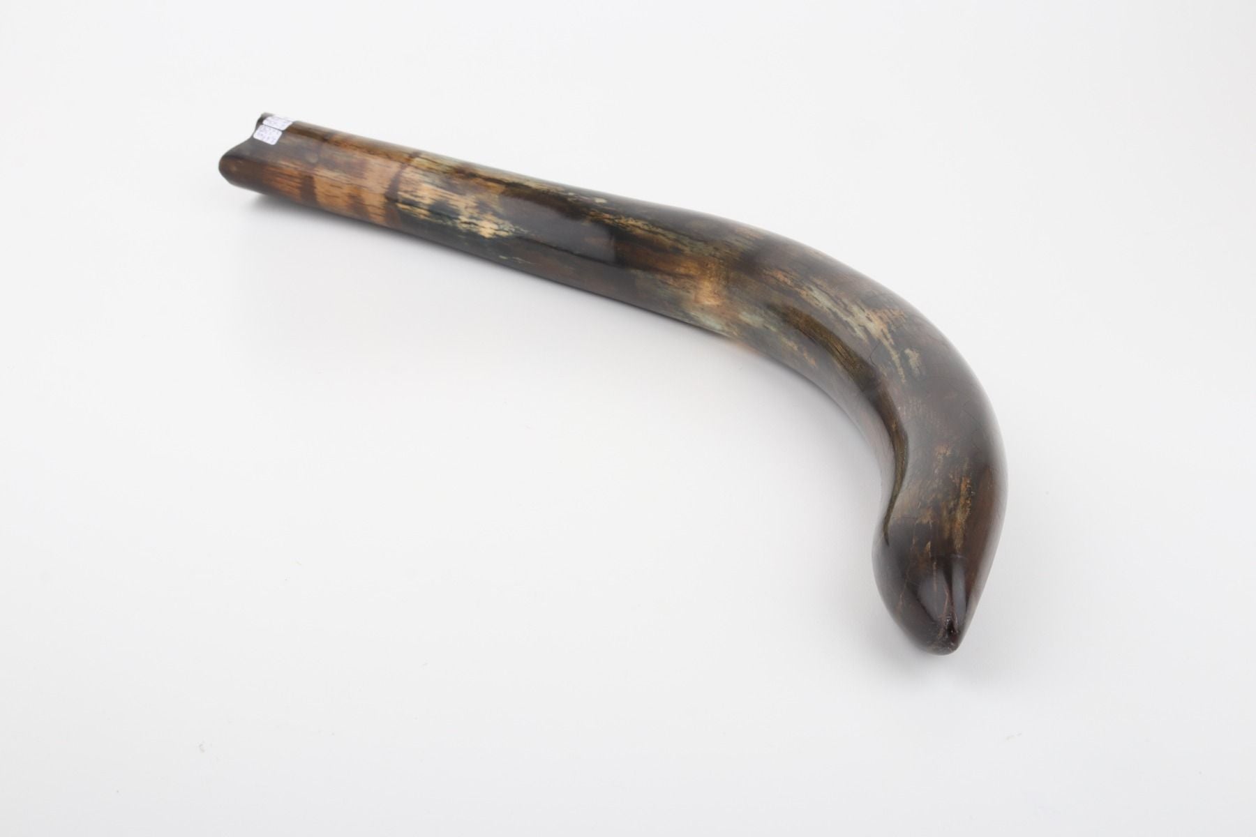Restored woolly mammoth tusk