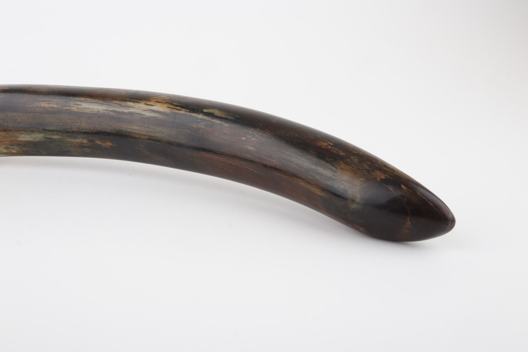 Restored woolly mammoth tusk